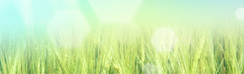 Wholesale dietary fibre capsules