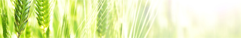 Wholesale high-fibre supplement