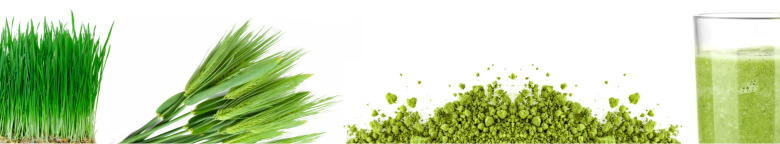Wholesale wheatgrass powder and organic supplement